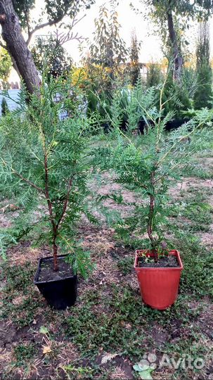 Туя брабант