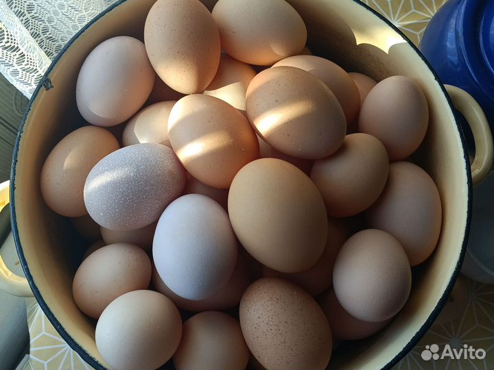 Яйцо куриное, домашнее