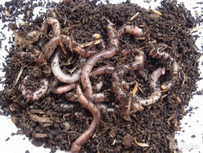 Червь дендробена