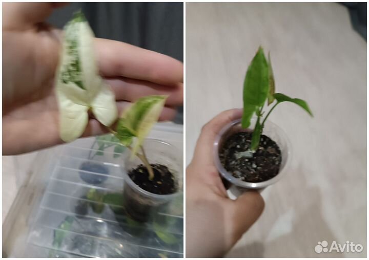 Комнатные цветы