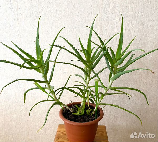 Алоэ столетник