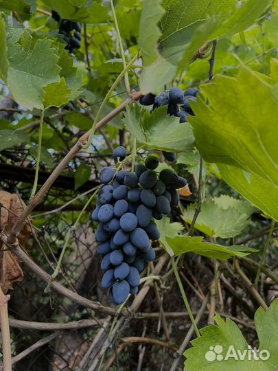 Виноград столовый