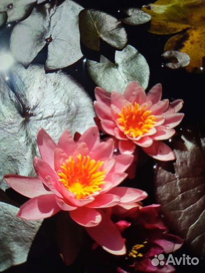 Водные лилии- Нимфеи