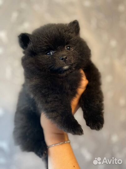 Щенки померанского шпица медвежьего типа
