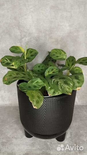 Маранта бьюти ким