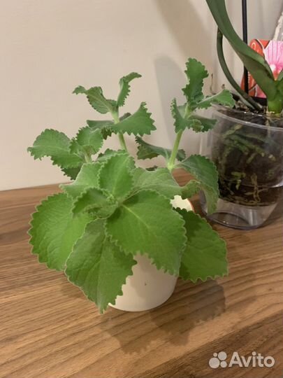 Комнатная мята