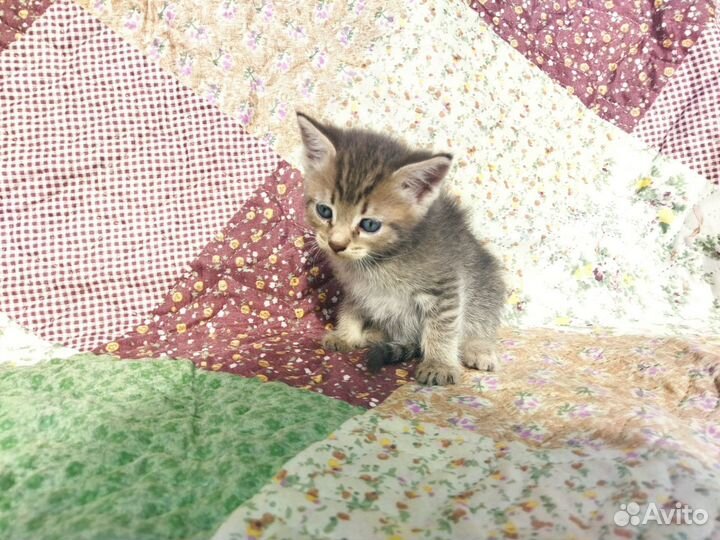 Котята в добрые руки бесплатно