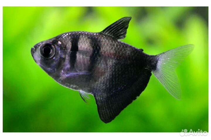 Тернеция черная