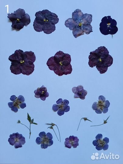 Сухоцветы для творчества, гербарий