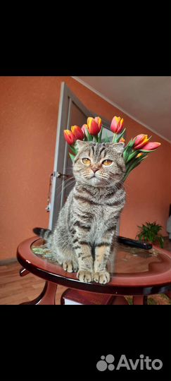 Шотландская кошка