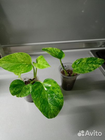 Комнатные растения