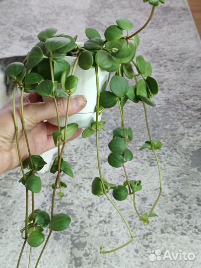 Пеперомия головатая