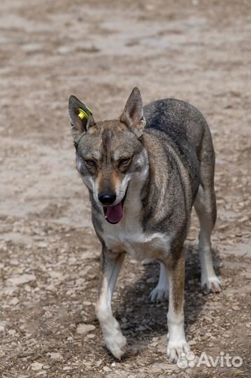 Собака в добрые руки