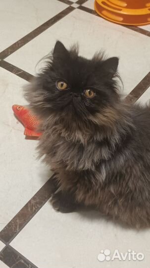 Персидский котик
