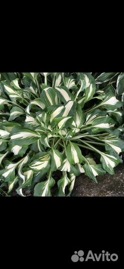 Лилейник, садовая ромашка, хоста