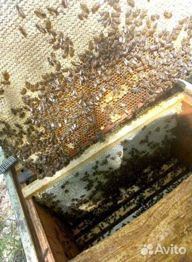 Мед оптом от пчеловода