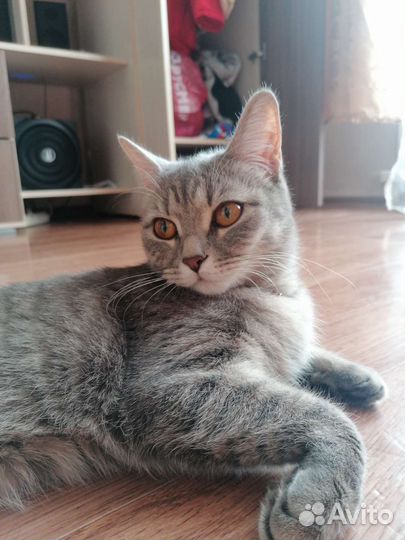 Отдам кошку