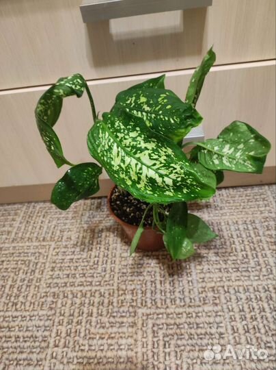 Комнатные цветы