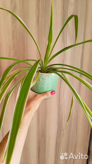 Хлорофитум