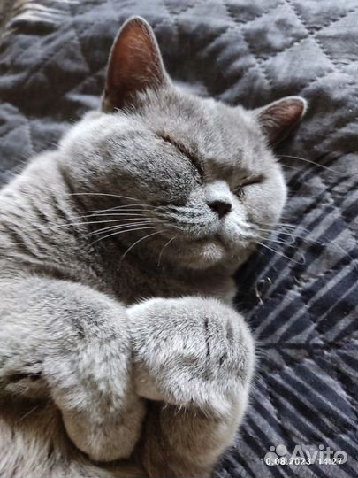 Британская