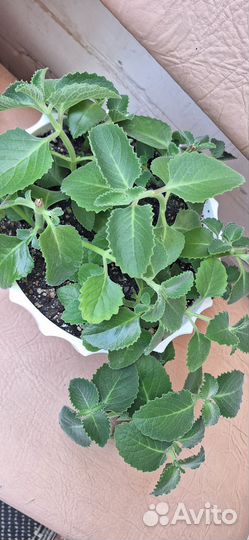 Комнатная мята