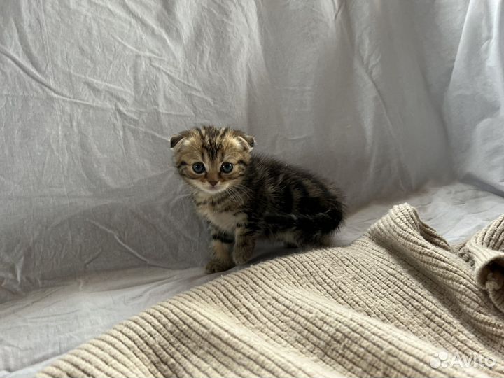 Шотландский котенок девочка