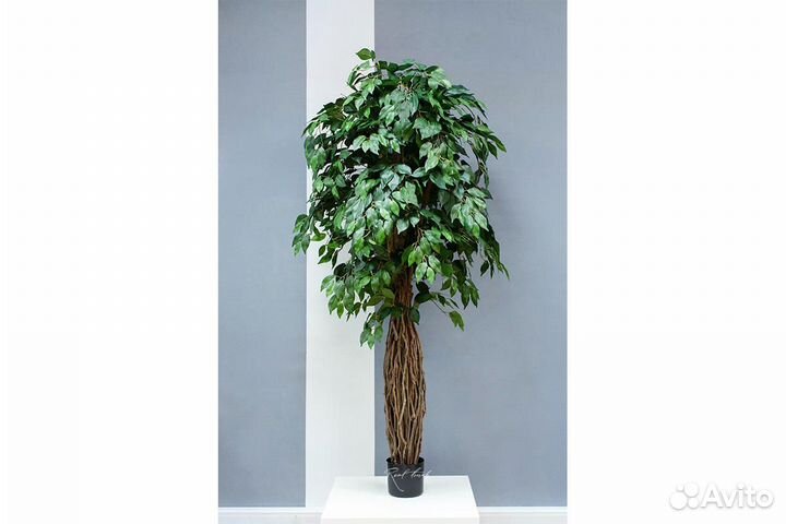 Фикус Бенджамина Лиана