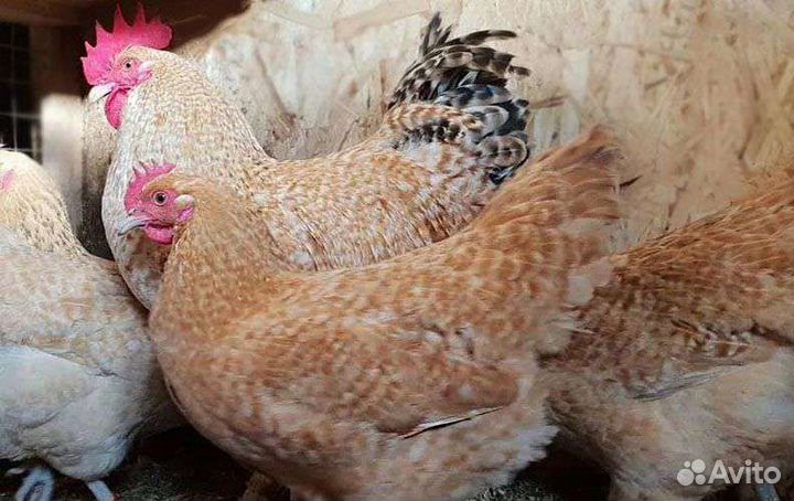 Нидерх.,Амераук., и др