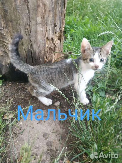 Мальчишка шалунишка в добрые руки