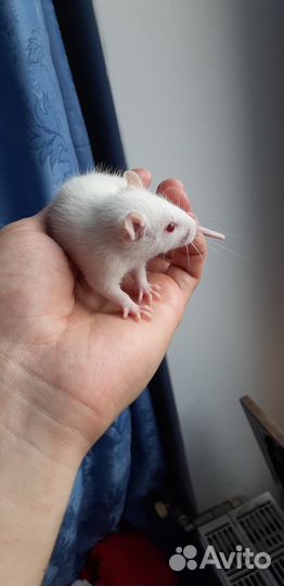 Крысята альбиносы Дамбо с клеткой