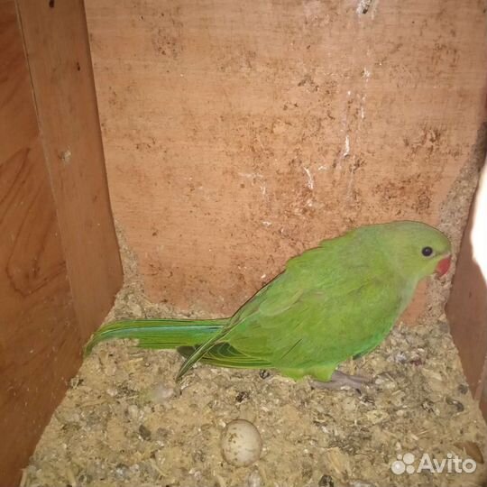 Ожереловый попугай птенец выкормыш
