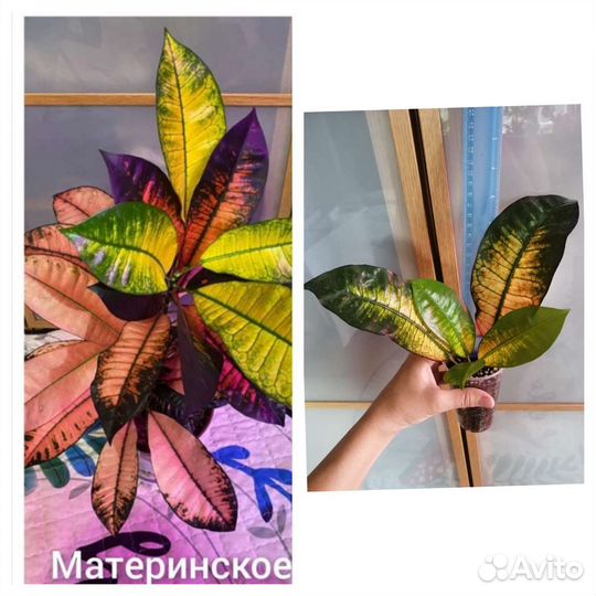 Кодиеум (кротон)