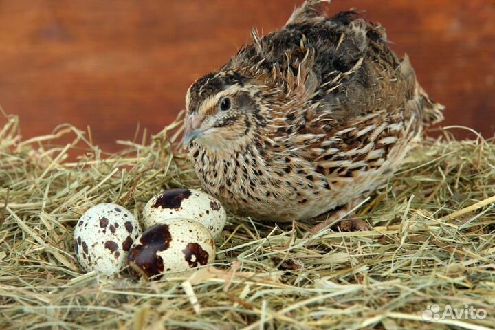 Домашние перепелиные яйца
