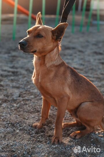 Ищет дом не большой пёсик Гаррик