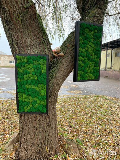 Фитопанно из мха