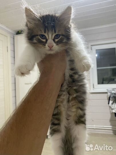 Котёнок девочка