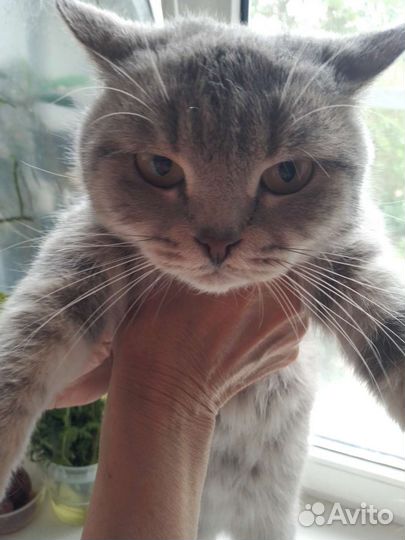 Британская кошка