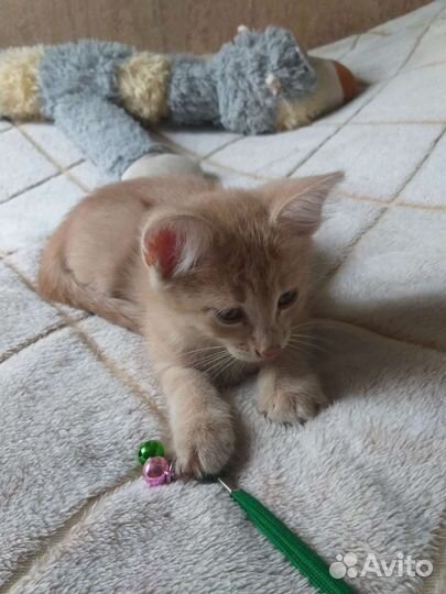 Котята бесплатно