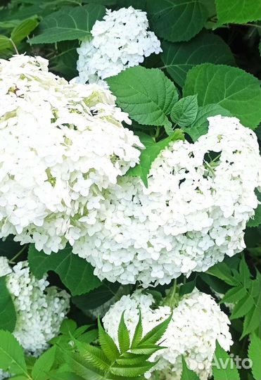 Гортензия метельчатая и древовидная