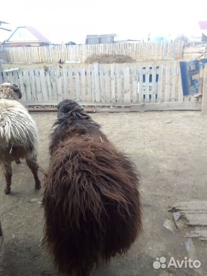Продаются овцы, бараны