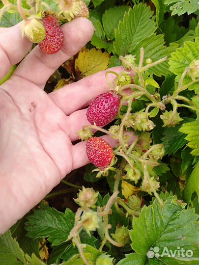 Хоста крупная, клубника Диана,клубника Полка