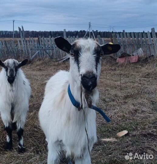 Продается дойная коза Заинской породы
