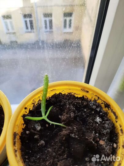 Питахайя (Драконий фрукт)