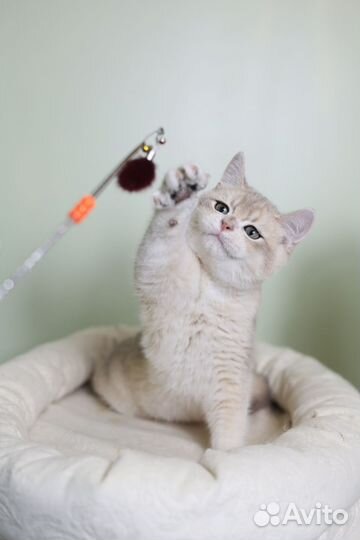 Британская шиншилла голубое золото