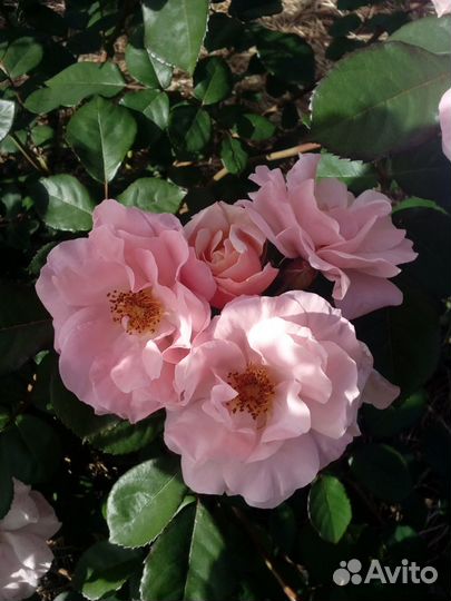 Роза Clair Matin