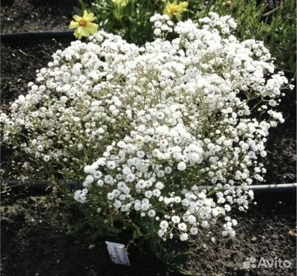 Хризантема