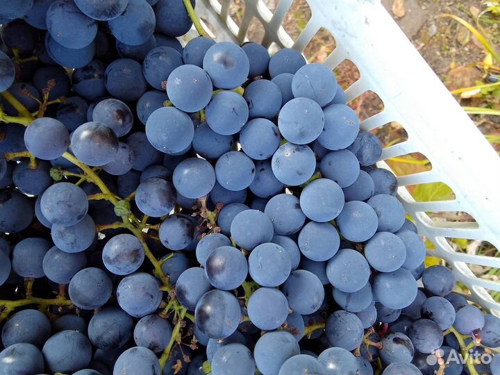 Виноград Изабелла