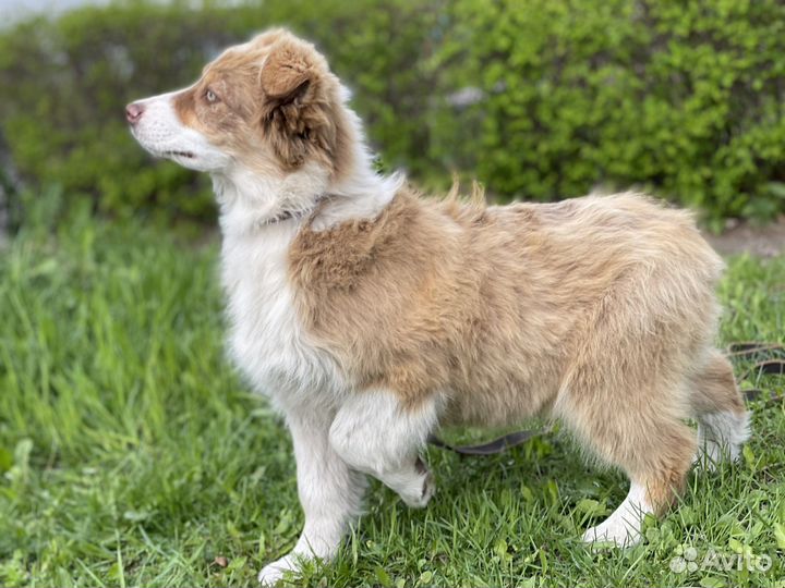 Австралийская овчарка аусси