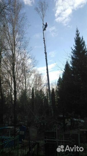 Профессиональный спил деревьев