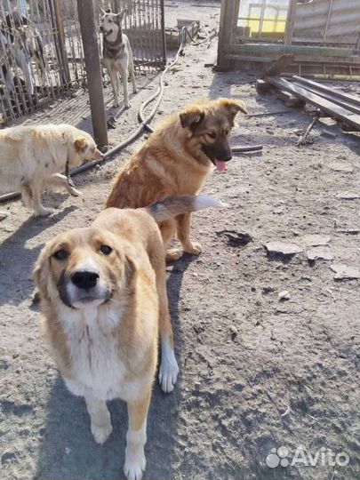 Метисы кавказской овчарки